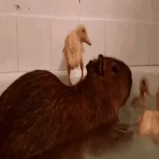 🦢