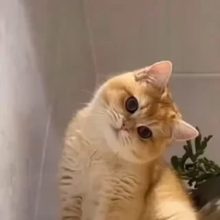 🤩