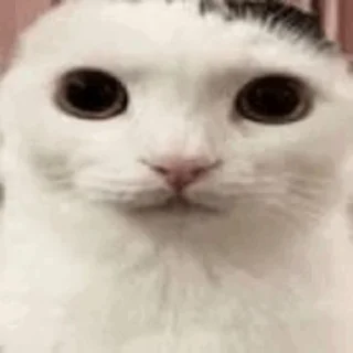 🐈