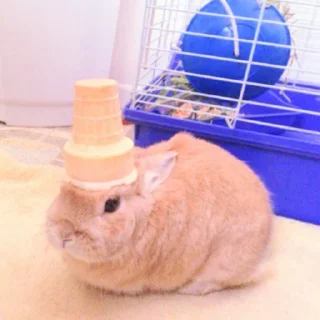🐰