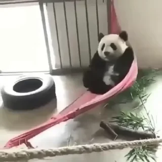 🐼