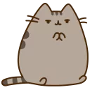 🐱