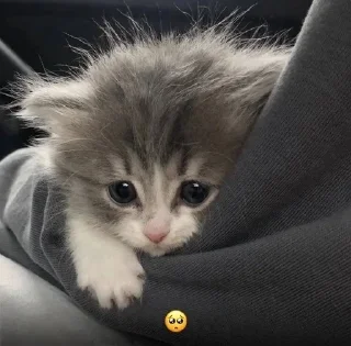🥺