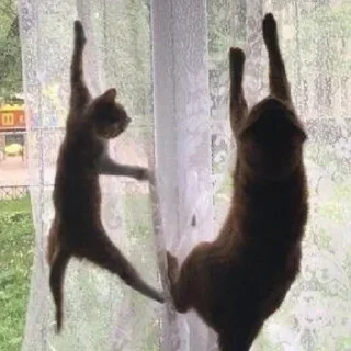 😺