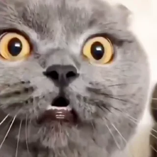 🐈