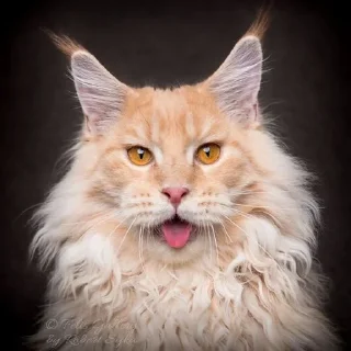 😛