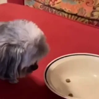 🐶