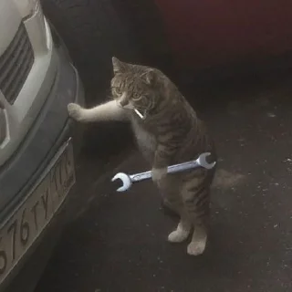 🐈