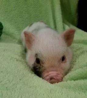 🥺