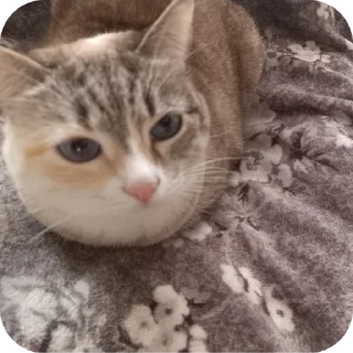 🐱
