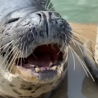 🦭