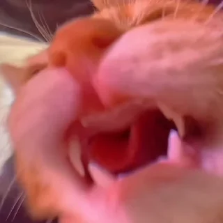 🐈