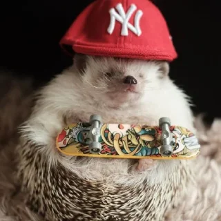 🦔