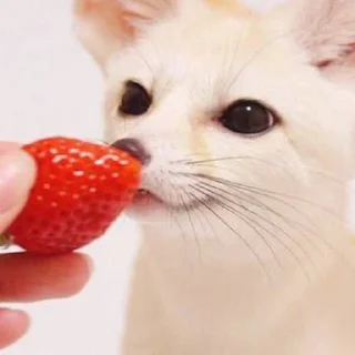 🍓