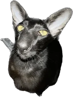 🥺