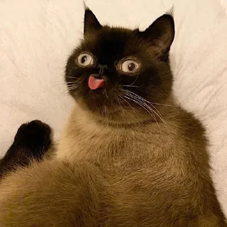 🤪