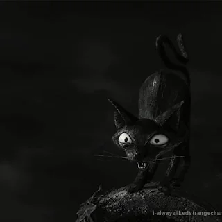 🐈‍⬛