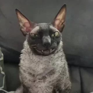 🦇