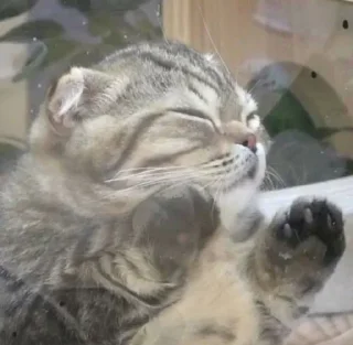 😶