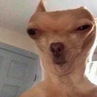 🐶
