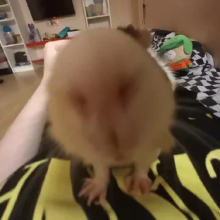 🐹