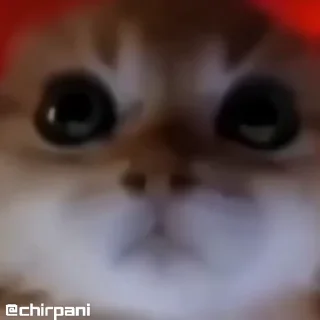 😾