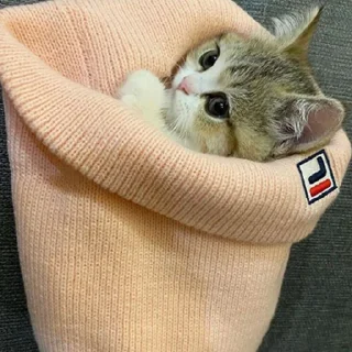 🐈