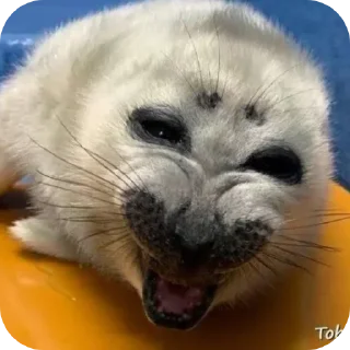 🌟