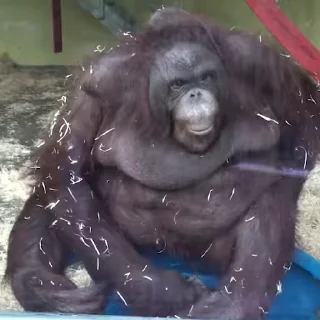 🐵