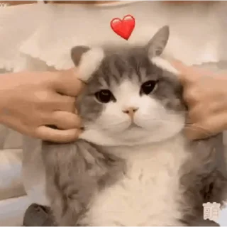 🐱
