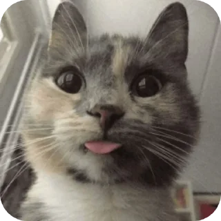 🐱