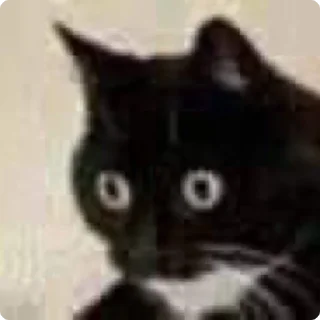 🙀