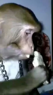 🐒