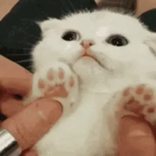 🌟