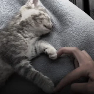🐈‍⬛