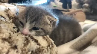 😿