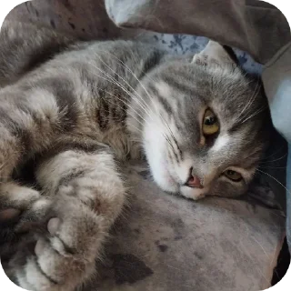 🐱