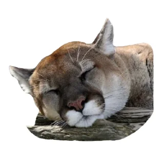 🐱