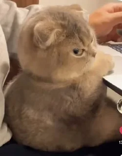 😾