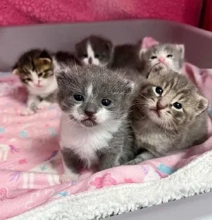 🐱