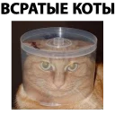 Pets @stickersb2b