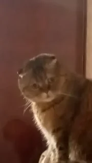 🗿