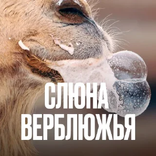 🐪