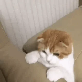 🐱