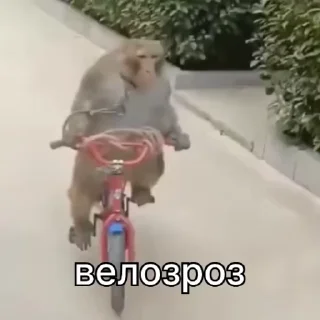 🚴