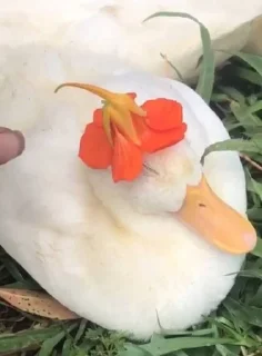 😴