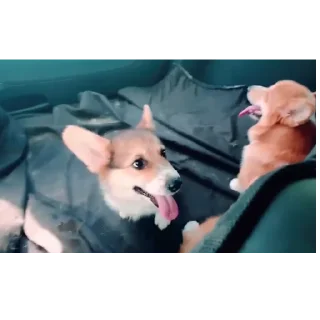 ✋