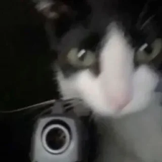 😺