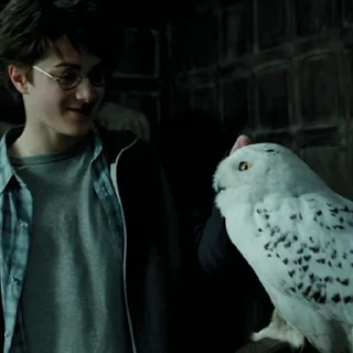 🦉