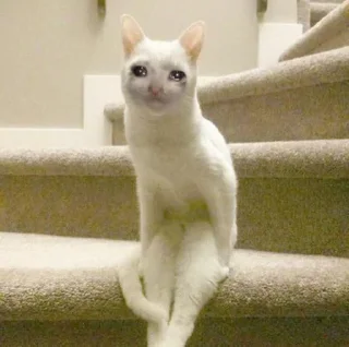 🥺